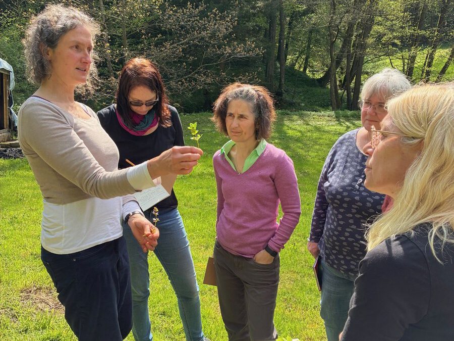Teilnehmerinnen der Wildkräuterpädagogik beim gemeinsamen Bestimmen einer Pflanze